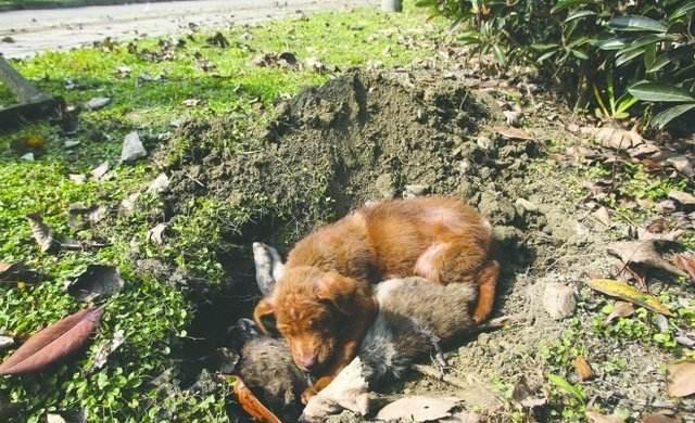 家里宝贝多粪土。打一精准生肖动物|全面贯彻解释落实